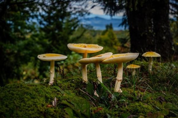 汇金财富 一家三口吃野生蘑菇中毒 患者：之前同样的蘑菇喂狗，狗吃了没事，便又采了些回来
